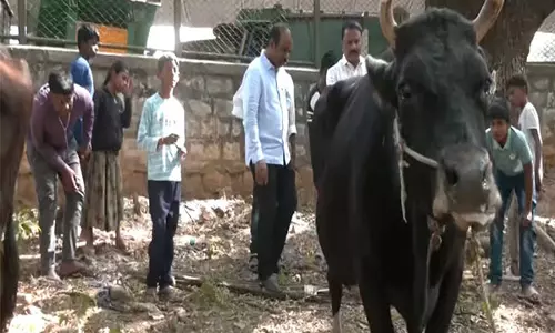 Bengaluru में बदमाशों ने तीन गायों के थन काटे, मामला दर्ज