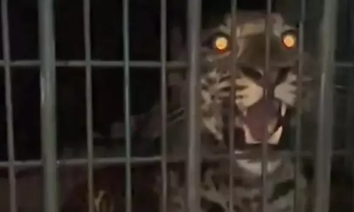 Gurugram सोसायटी में तेंदुए के दिखने से दहशत, बिना ट्रैंक्विलाइज़र के सुरक्षित बचाया गया Gurugram सोसायटी में तेंदुए के दिखने से दहशत, बिना ट्रैंक्विलाइज़र के सुरक्षित बचाया गया