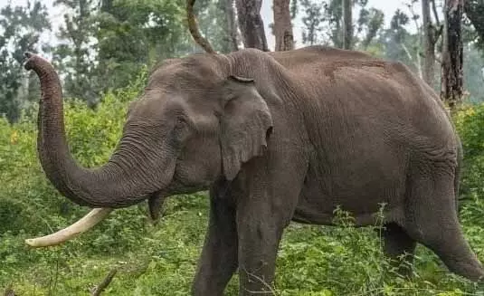 Odisha: लकड़ी और बाघों की सुरक्षा में लगे बुजुर्ग हाथी महेंद्र की मौत