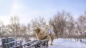 Mongolia : कई मंगोलियाई प्रांतों में भीषण सर्दी का मौसम