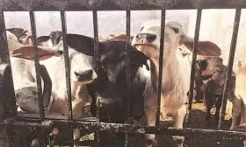 Jammu-Kashmir:पशुओं से लदे 2 वाहन जब्त Jammu-Kashmir:पशुओं से लदे 2 वाहन जब्त