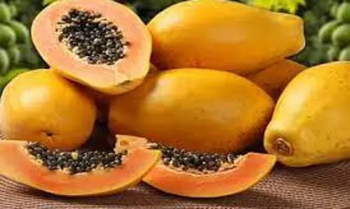 Health: जानिए सुबह खाली पेट पपीता खाने के स्वास्थ्य लाभ Health: जानिए सुबह खाली पेट पपीता खाने के स्वास्थ्य लाभ