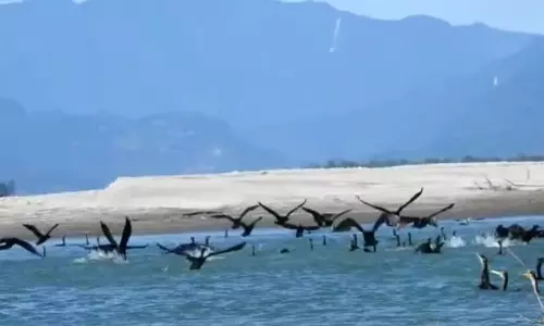 Arunachal वन्यजीव अभयारण्य से प्रवासी पक्षी गायब