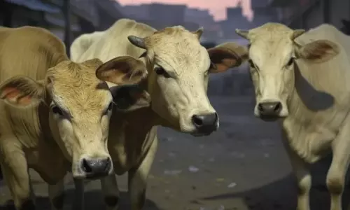 Bengaluru: तीन गायों के थन काटने के विवाद के बीच बिहार का व्यक्ति गिरफ्तार Bengaluru: तीन गायों के थन काटने के विवाद के बीच बिहार का व्यक्ति गिरफ्तार