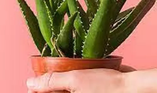 Skin Care TIPS: चेहरे के दाग-धब्बे दूर करेगा एलोवेरा, हफ्ते में सिर्फ 3 बार करें इस्तेमाल