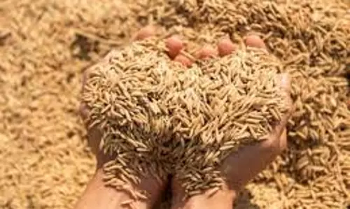 Siwan: धान खरीदारी की रफ्तार काफी सुस्त