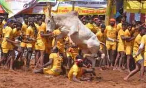 पोंगल उत्सव के तहत कल से शुरू होगा जल्लीकट्टू पोंगल उत्सव के तहत कल से शुरू होगा जल्लीकट्टू