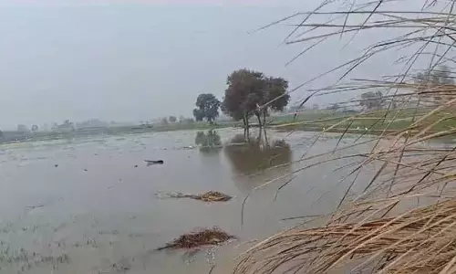 Punjab: नहर टूटने से गेहूं की फसल जलमग्न