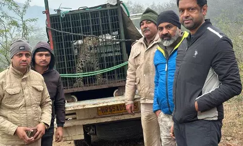 Haryana :  गुरुग्राम की सोसायटी में भटका तेंदुआ, बिना ट्रैंक्विलाइज़र के 4 घंटे बाद बचाया गया