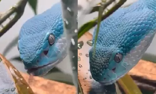 आश्चर्यजनक नीले सांप ने इंटरनेट पर मचाया तूफान, Video हुआ वायरल आश्चर्यजनक नीले सांप ने इंटरनेट पर मचाया तूफान, Video हुआ वायरल