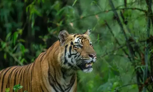Jhargram: एक बाघिन की हत्या के बाद बंगाल के जंगलमहल इलाके में एक और बाघ हमला