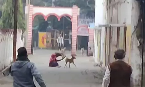 Muzaffarnagar: कचहरी में आवारा कुत्तों ने वृद्धा को नोंचा, किया लहूलुहान Muzaffarnagar: कचहरी में आवारा कुत्तों ने वृद्धा को नोंचा, किया लहूलुहान
