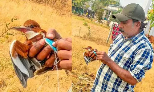 Adilabad में चीनी मांझे में फंसे किंगफिशर को बचाया गया