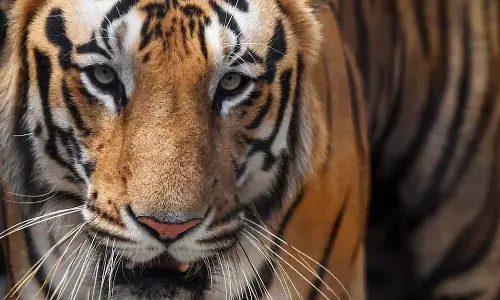 Wayanad में फिर बाघ ने किया हमला, अमरक्कुनी के 4 स्कूलों में छुट्टी