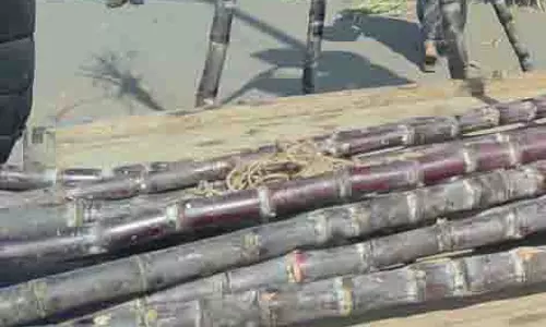 Ahmedabad के बाजारों में मद्रासी गन्ने की धूम, जानिए उत्तरायण में गन्ने का महत्व Ahmedabad के बाजारों में मद्रासी गन्ने की धूम, जानिए उत्तरायण में गन्ने का महत्व