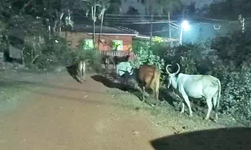Sodiem-Siolim में आवारा मवेशियों को जब्त करें