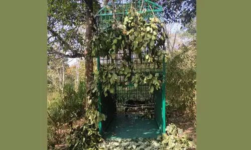 Kerala : वन विभाग ने पुलपल्ली में बाघ को पकड़ने के लिए पिंजरे लगाए Kerala : वन विभाग ने पुलपल्ली में बाघ को पकड़ने के लिए पिंजरे लगाए