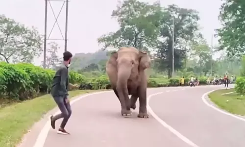 VIRAL VIDEO: मौज-मस्ती के लिए जंगली हाथियों को परेशान कर रहा था युवक, फिर जो हुआ... VIRAL VIDEO: मौज-मस्ती के लिए जंगली हाथियों को परेशान कर रहा था युवक, फिर जो हुआ...