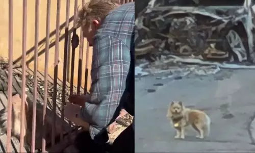 Los Angeles: 5 रातों के बाद अपने खोए हुए कुत्ते से फिर मिला शख्स, इमोशलाल VIDEO वायरल
