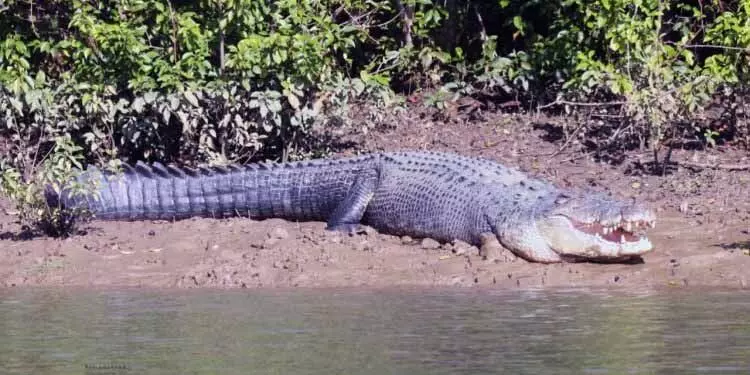 Crocodile census: आज से भीतरकनिका पर्यटकों के लिए बंद