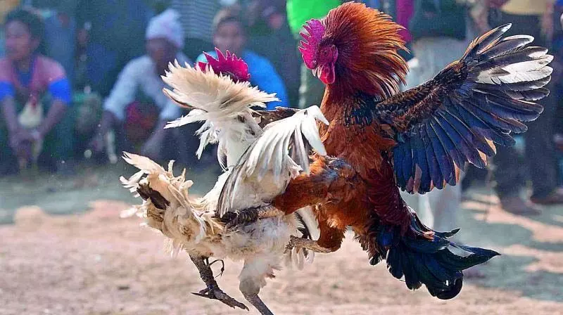 Cock Fights: गोदावरी जिलों में 700 करोड़ रुपये का सट्टा