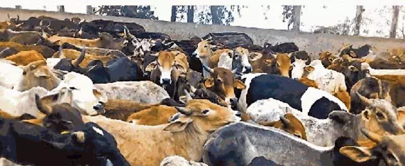 Haryana : गौशालाओं में गायों को बेहतर रख-रखाव की जरूरत Haryana : गौशालाओं में गायों को बेहतर रख-रखाव की जरूरत