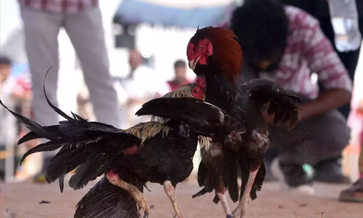 Andhra: पूर्ववर्ती कृष्णा जिले में मुर्गों की लड़ाई शुरू