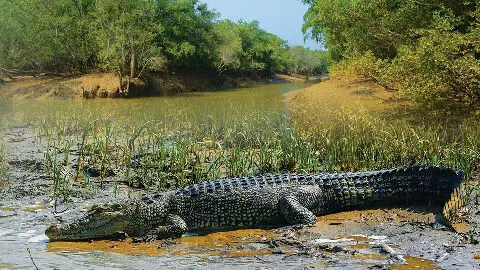 Odisha: मगरमच्छों की गणना के लिए आज से पर्यटकों के लिए बंद रहेगा