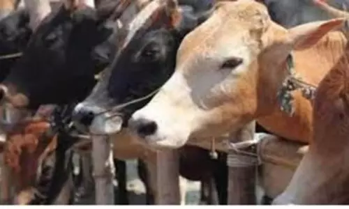 Telangana: तेलंगाना में यादगिरिगुट्टा मंदिर गाय गोद लेने की अनुमति देगा Telangana: तेलंगाना में यादगिरिगुट्टा मंदिर गाय गोद लेने की अनुमति देगा