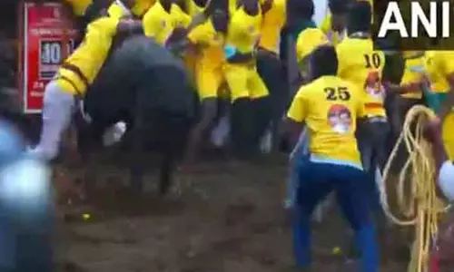 Madurai में जल्लीकट्टू कार्यक्रम शुरू, 1,100 बैल और 900 बैलों को काबू करने वाले मैदान में