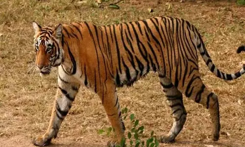 बाघ मित्र नियुक्त किए जाएंगे बाघ मित्र नियुक्त किए जाएंगे