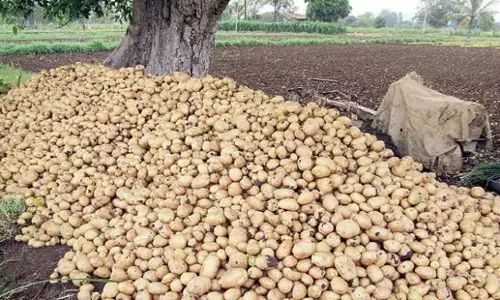 Odisha: आलू की कीमतों में फिर उछाल, बीजद और कांग्रेस ने सरकार पर साधा निशाना