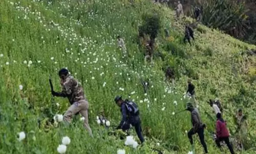 Manipur: उखरुल में 50 एकड़ अवैध अफीम की खेती नष्ट की गई