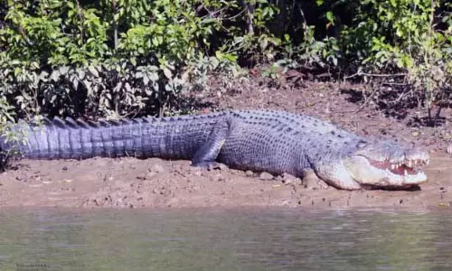 Crocodile census: आज से भीतरकनिका पर्यटकों के लिए बंद