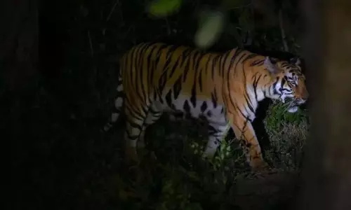 Kerala: पुलपल्ली में फिर टाइगर, जानवर को बनाया अपना शिकार Kerala: पुलपल्ली में फिर टाइगर, जानवर को बनाया अपना शिकार