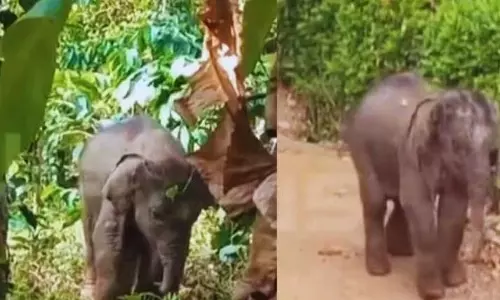 Kerala : झुंड द्वारा ठुकराए जाने के बाद, घायल शिशु हाथी को बचाया