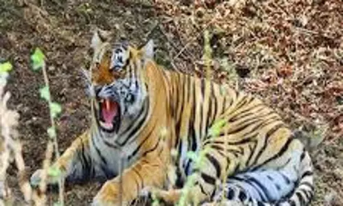 MP News:   जंगल में बकरियां चराने गए नाबालिग पर बाघ ने किया हमला