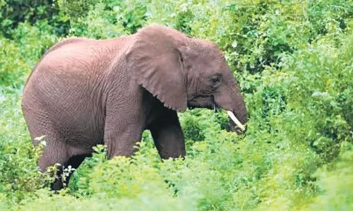 Odisha में हाथी के हमले में व्यक्ति और उसकी बेटी घायल Odisha में हाथी के हमले में व्यक्ति और उसकी बेटी घायल
