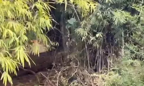 अचानकमार में बाघिन के साथ नन्हें शावकों ने की मस्ती, वीडियो