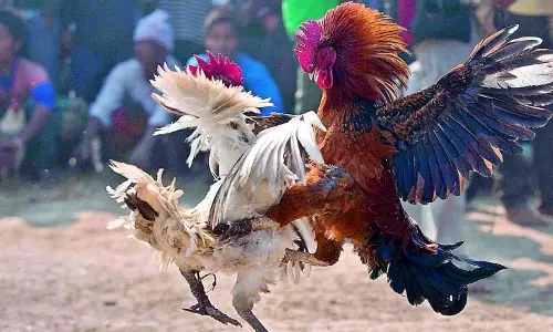 Cock Fights: गोदावरी जिलों में 700 करोड़ रुपये का सट्टा Cock Fights: गोदावरी जिलों में 700 करोड़ रुपये का सट्टा