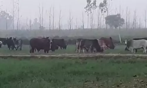 Rampur: छुट्टा पशुओं के उत्पात से किसान हो रहे परेशान ,शिकायत पर कोई सुनवाई नहीं Rampur: छुट्टा पशुओं के उत्पात से किसान हो रहे परेशान ,शिकायत पर कोई सुनवाई नहीं