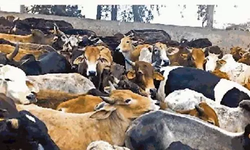 Haryana : गौशालाओं में गायों को बेहतर रख-रखाव की जरूरत Haryana : गौशालाओं में गायों को बेहतर रख-रखाव की जरूरत