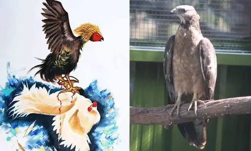 Andhra में मुर्गों की लड़ाई और तेलंगाना में चीनी मांझे के कारण संक्रांति का त्योहार खराब हुआ