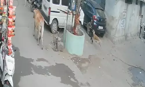 किराना दुकान गई बच्ची को कुत्ते ने काटा, वीडियो