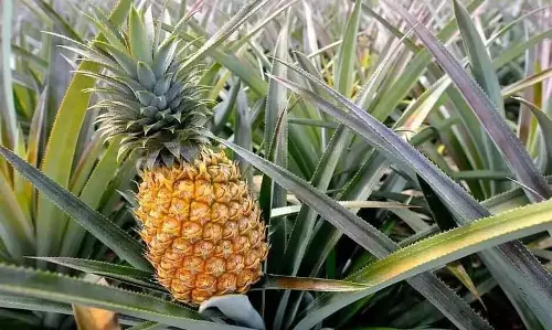 Mizoram : सियालहॉक अनानास किसानों को 40 लाख रुपये का नुकसान Mizoram : सियालहॉक अनानास किसानों को 40 लाख रुपये का नुकसान