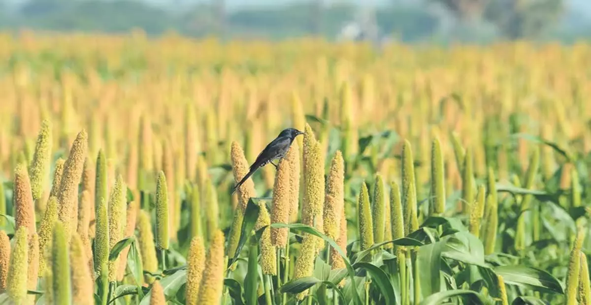 Odisha: ओडिशा सरकार चावल मिल मालिकों के खिलाफ शिकायतों की जांच कर रही