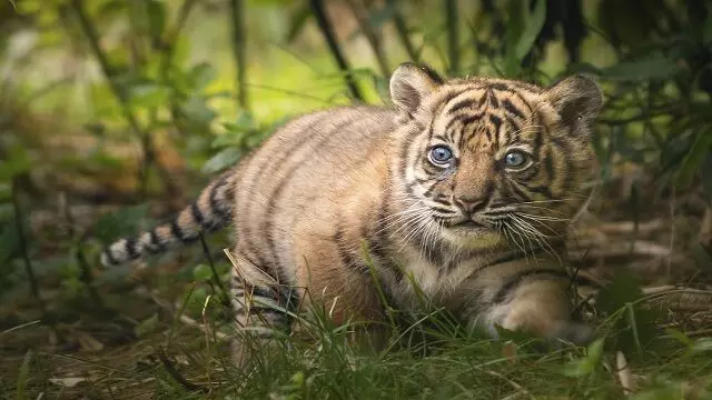 भुवनेश्वर के Nandankanan Zoo में बाघ शावक की मौत, यहां देखें पूरी जानकारी