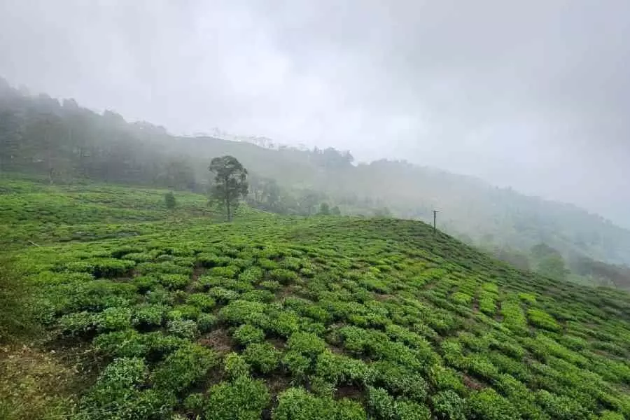 भारतीय चाय संघ ने बंगाल सरकार को Darjeeling चाय उद्योग पर श्वेत पत्र सौंपा