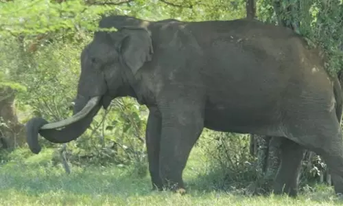 Odisha: देवगढ़ में हाथी ने महिला को मार डाला, मुआवजे की मांग को लेकर ग्रामीणों ने किया प्रदर्शन