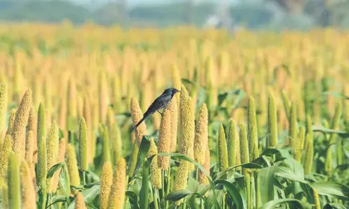 Odisha: ओडिशा सरकार चावल मिल मालिकों के खिलाफ शिकायतों की जांच कर रही Odisha: ओडिशा सरकार चावल मिल मालिकों के खिलाफ शिकायतों की जांच कर रही